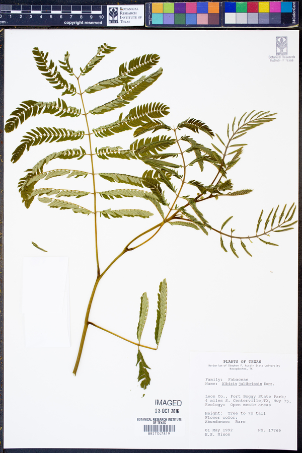 Albizia julibrissin image