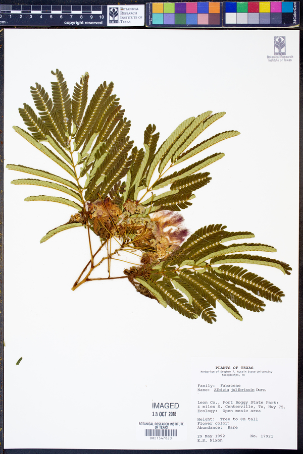 Albizia julibrissin image