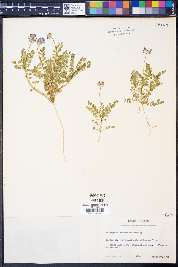 Astragalus brazoensis image