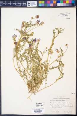 Astragalus brazoensis image