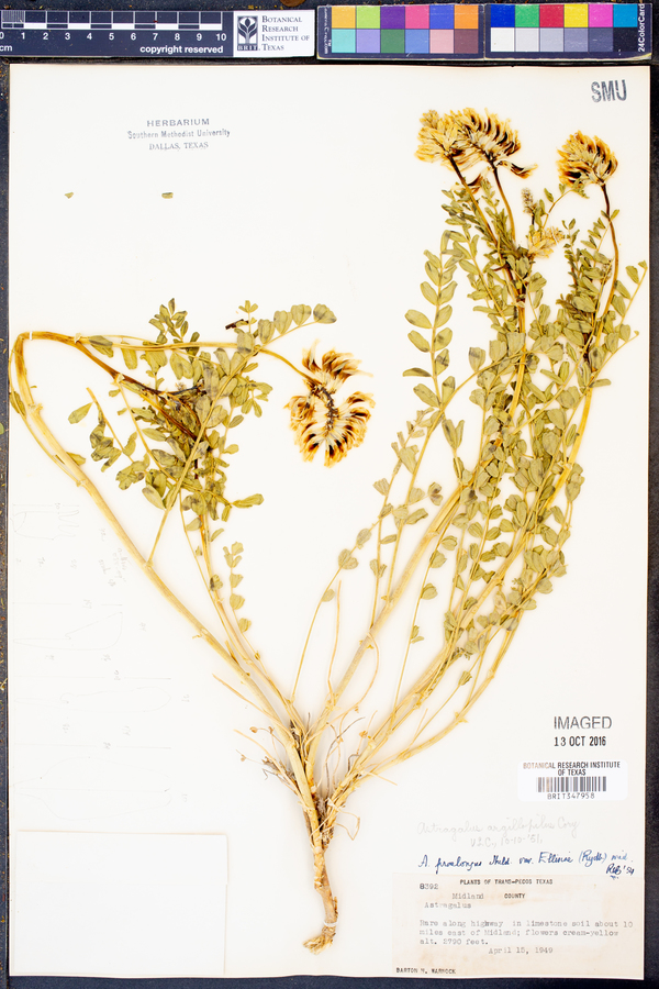 Astragalus argillophilus image