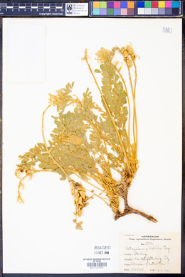 Astragalus argillophilus image