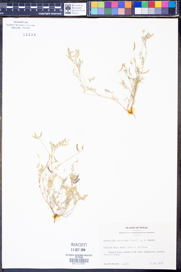 Astragalus nuttallianus var. austrinus image