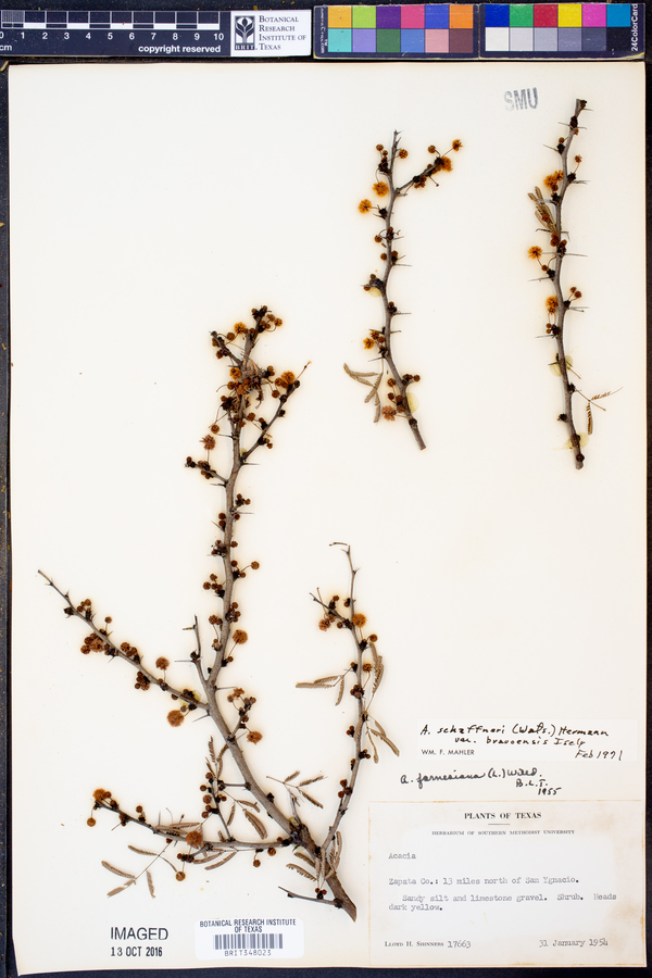 Acacia schaffneri var. bravoensis image