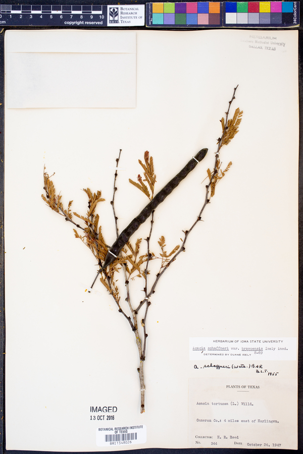 Acacia schaffneri var. bravoensis image