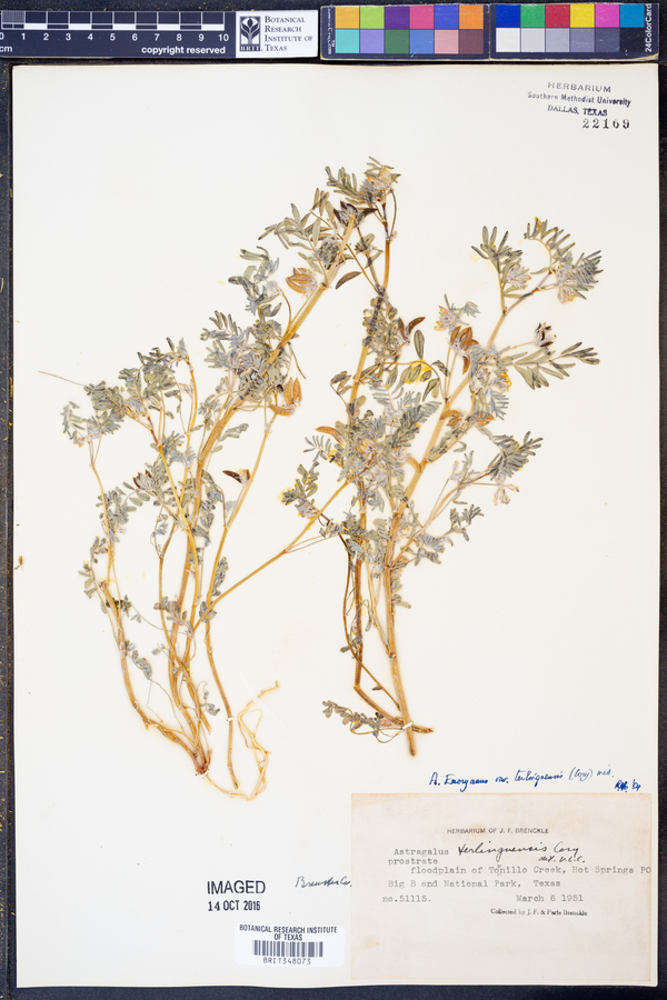 Astragalus emoryanus var. terlinguensis image