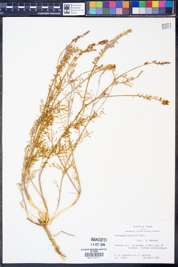 Astragalus gracilis image