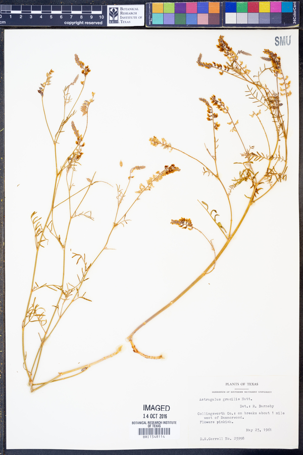 Astragalus gracilis image