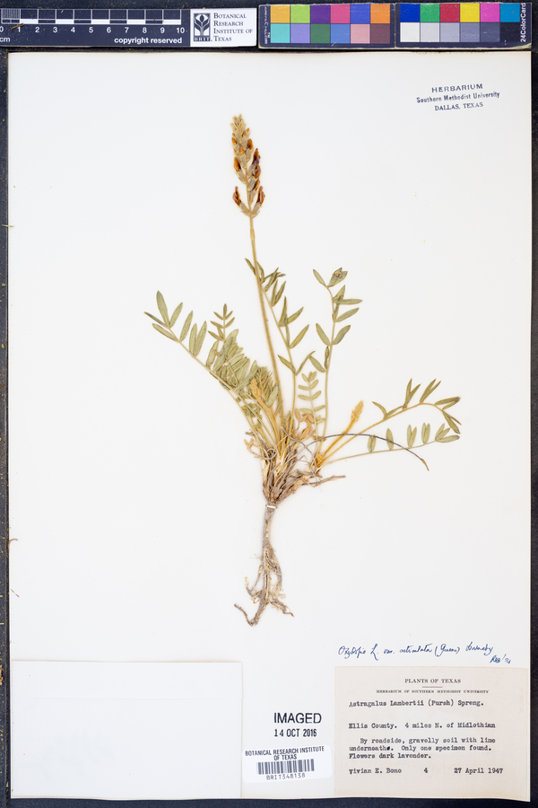 Oxytropis lambertii var. articulata image