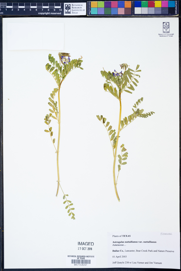 Astragalus nuttallianus var. nuttallianus image
