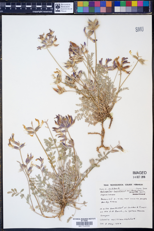 Astragalus lotiflorus image