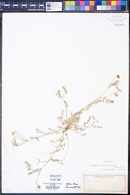 Astragalus nuttallianus var. austrinus image