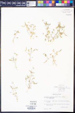 Astragalus nuttallianus var. trichocarpus image