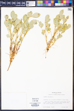 Arachis hypogaea image