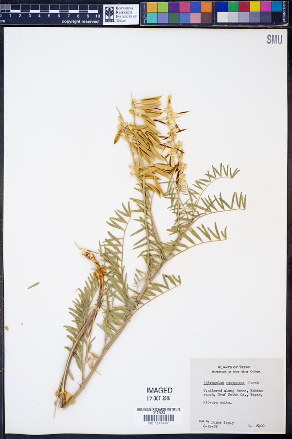 Astragalus racemosus image