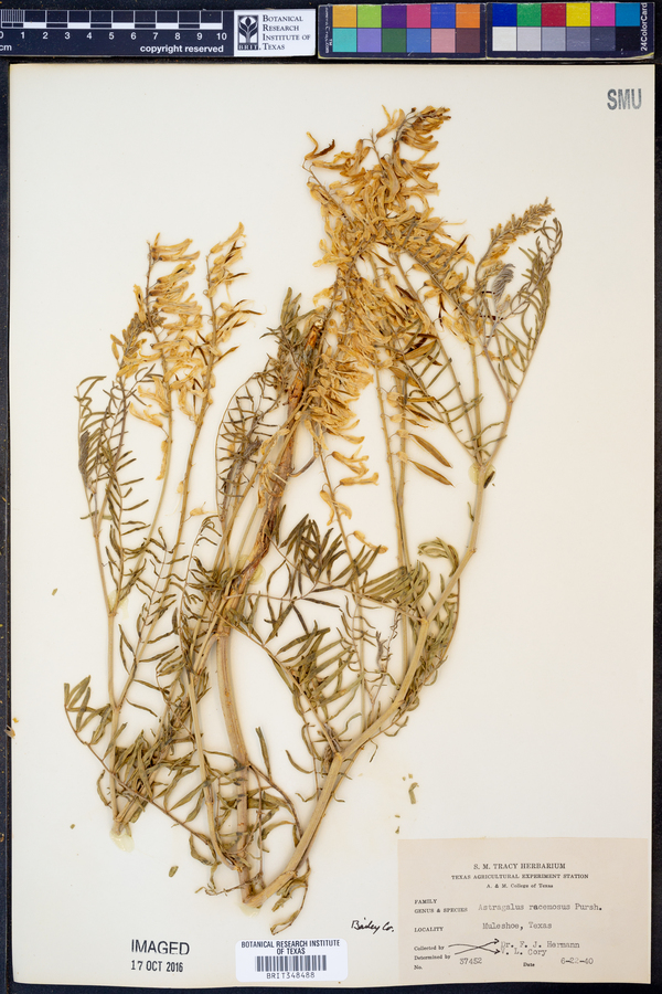 Astragalus racemosus image
