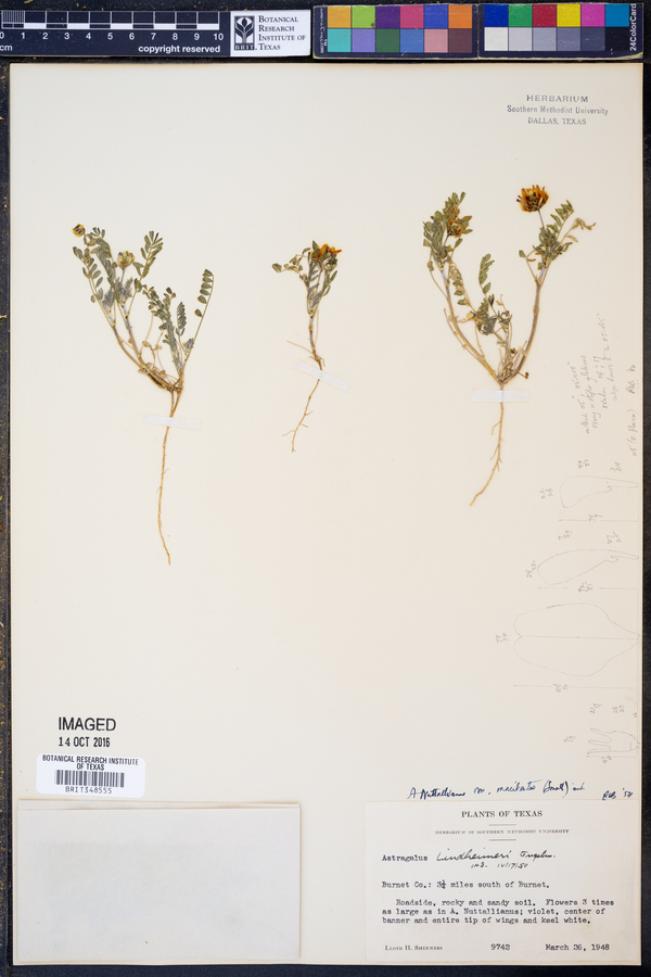 Astragalus nuttallianus var. macilentus image