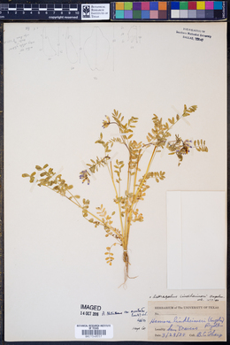 Astragalus nuttallianus var. macilentus image