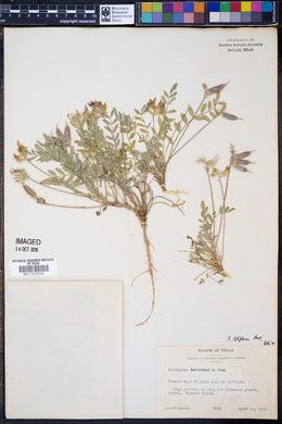 Image of Astragalus lotiflorus