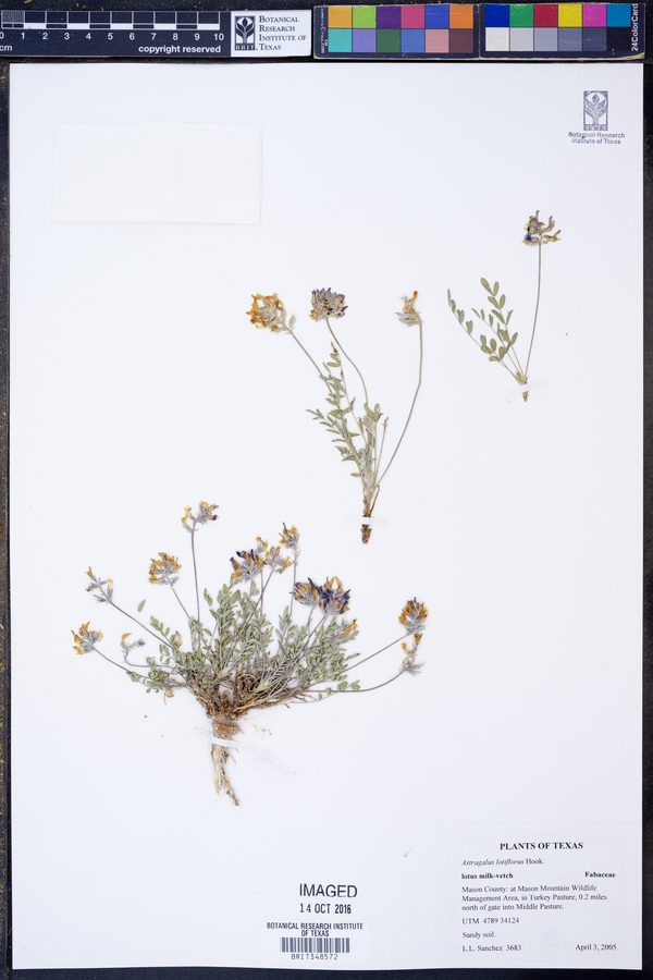 Astragalus lotiflorus image