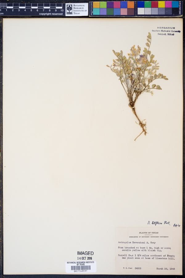 Astragalus lotiflorus image