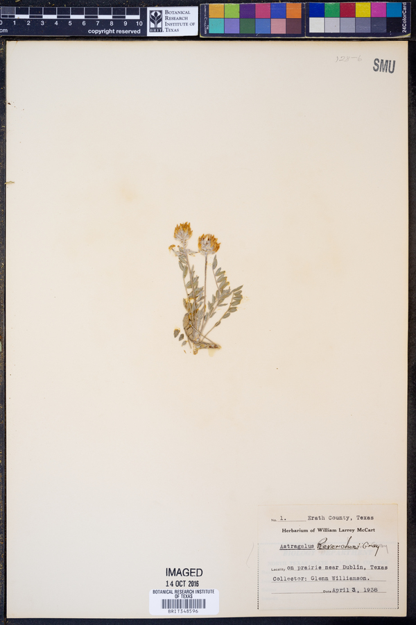 Astragalus lotiflorus image