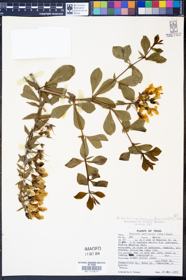 Baptisia bracteata var. laevicaulis image