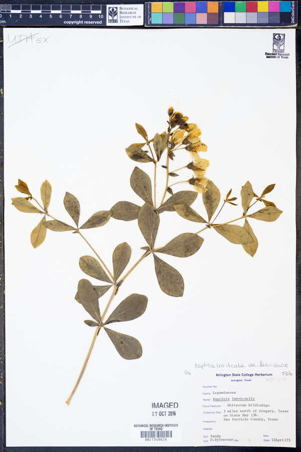 Baptisia bracteata var. laevicaulis image