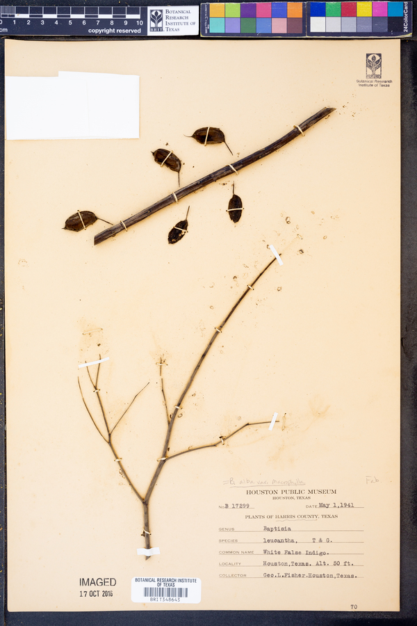 Baptisia alba image