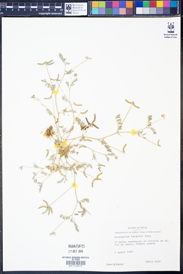 Astragalus wrightii image
