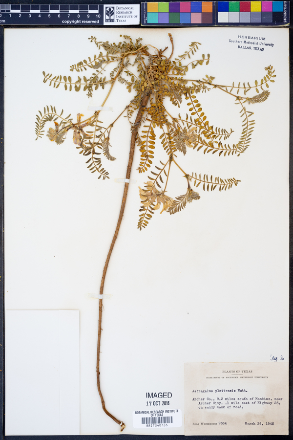 Astragalus plattensis image