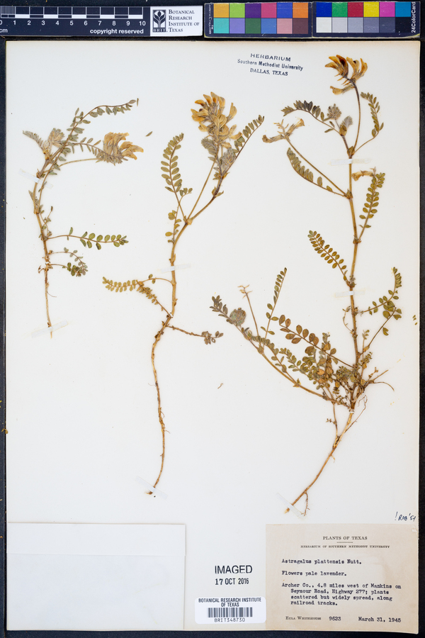 Astragalus plattensis image