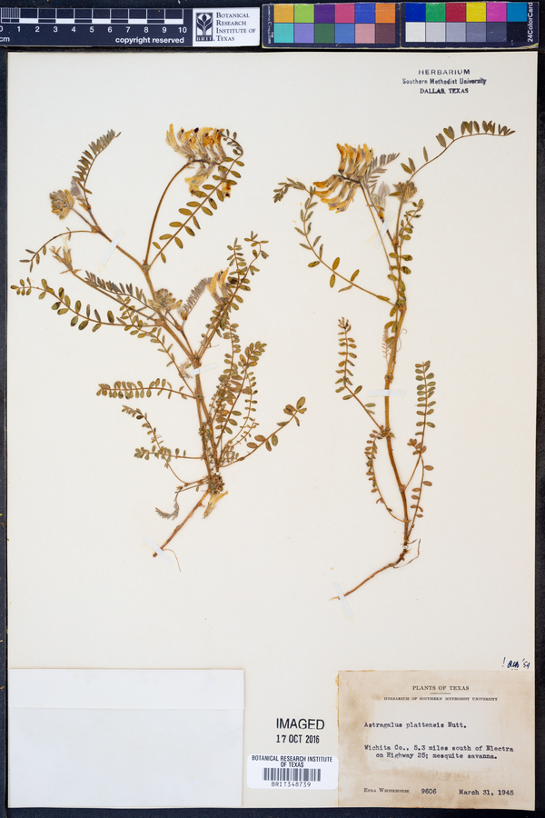 Astragalus plattensis image