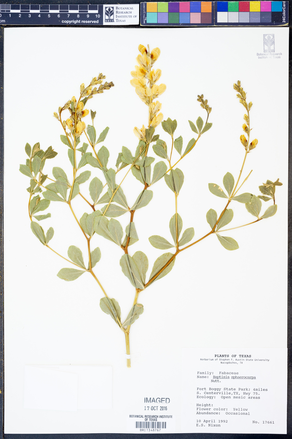 Baptisia sphaerocarpa image