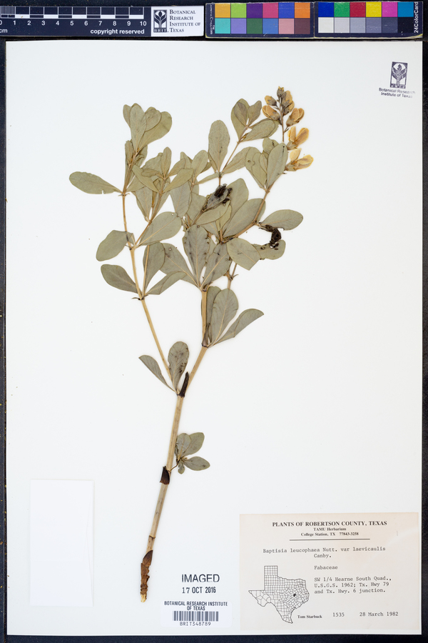 Baptisia bracteata var. laevicaulis image