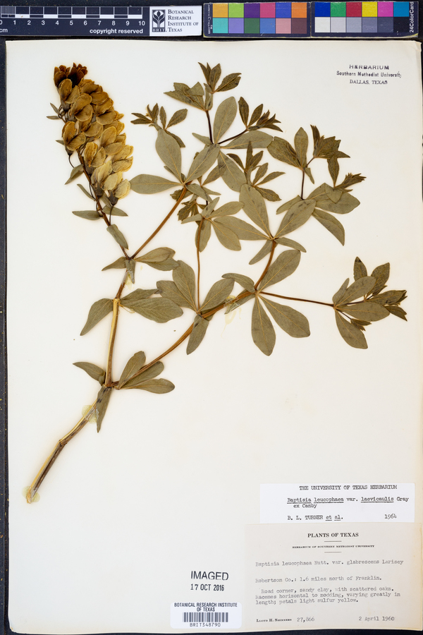 Baptisia bracteata var. laevicaulis image