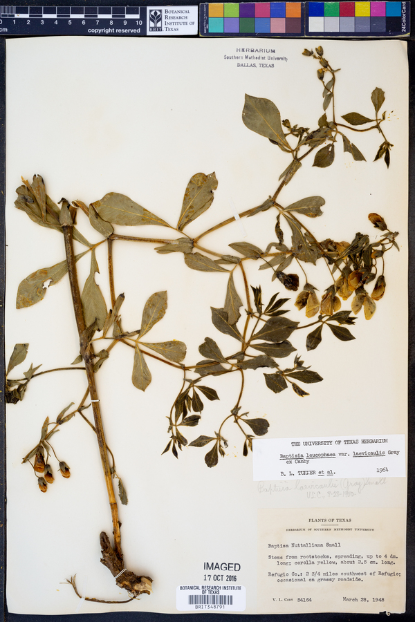 Baptisia bracteata var. laevicaulis image