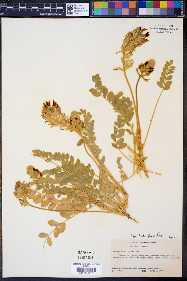 Astragalus mollissimus var. earlei image