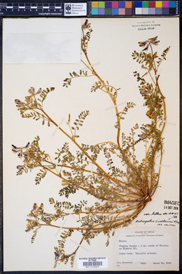 Astragalus lindheimeri image