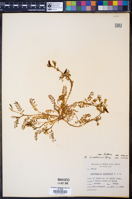 Astragalus lindheimeri var. bellus image