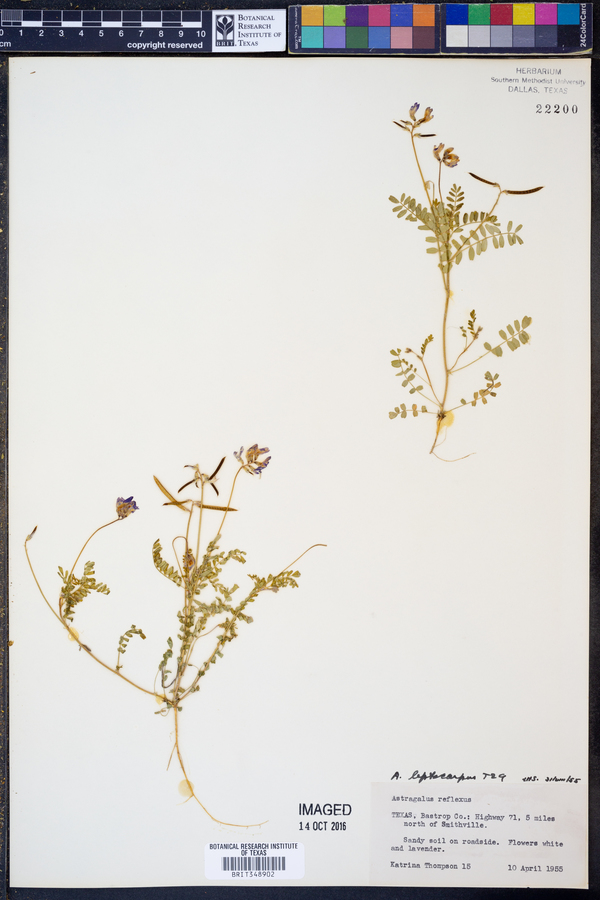 Astragalus leptocarpus image