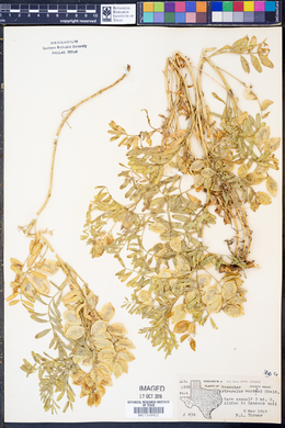 Astragalus wootoni image