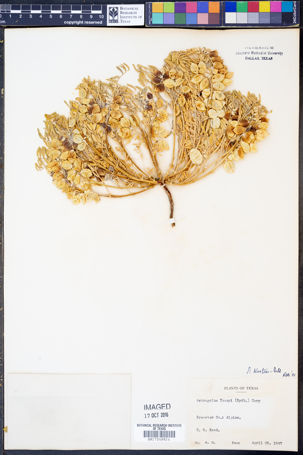 Astragalus wootoni image