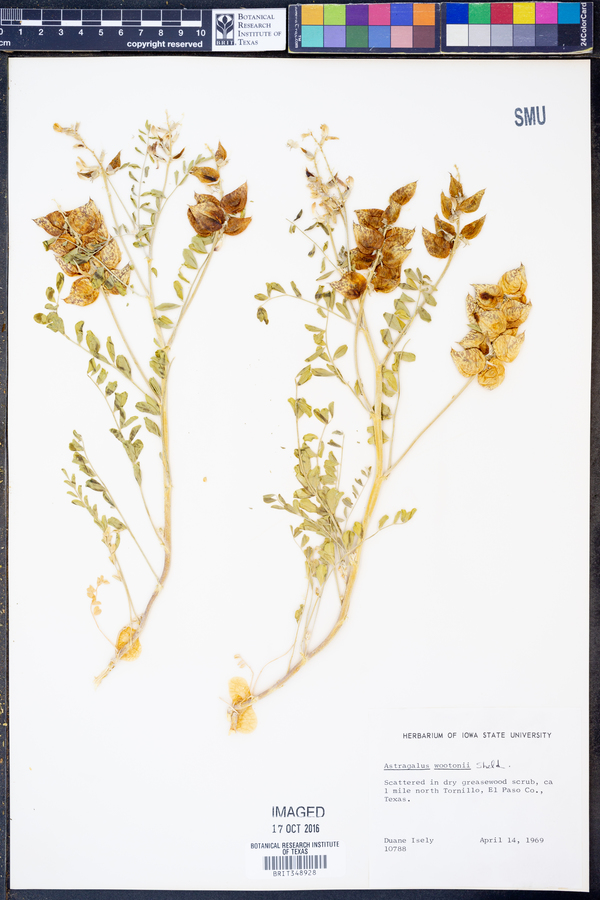 Astragalus wootoni image