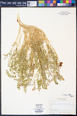 Astragalus wootoni image