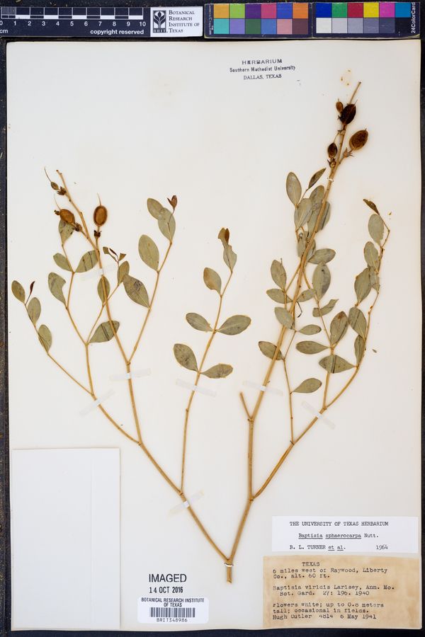 Baptisia sphaerocarpa image