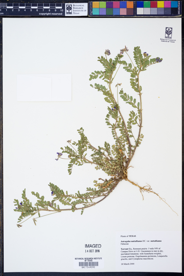 Astragalus nuttallianus var. nuttallianus image