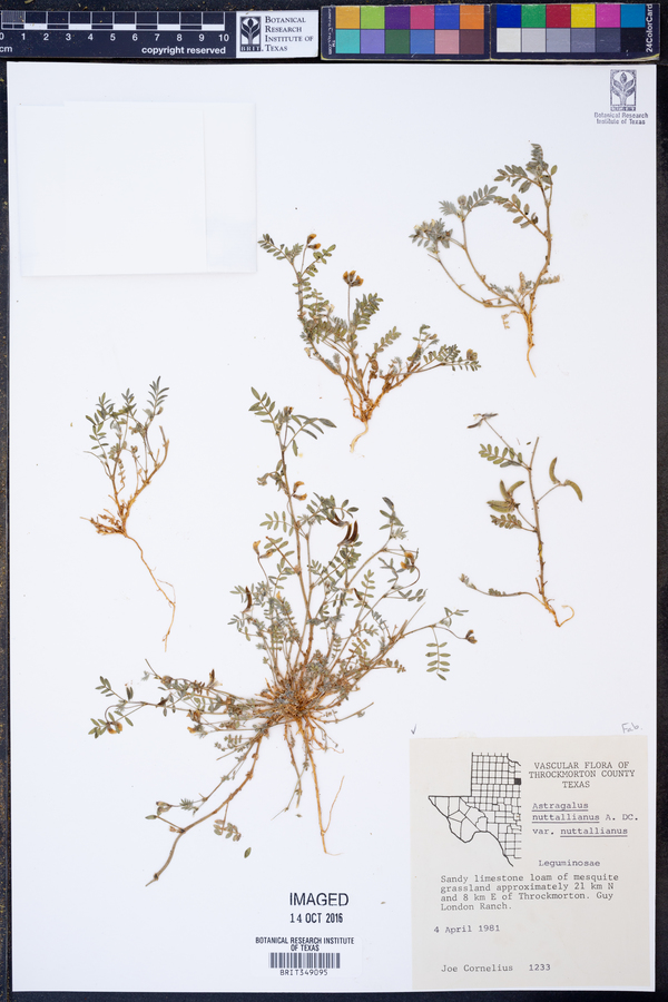 Astragalus nuttallianus var. nuttallianus image