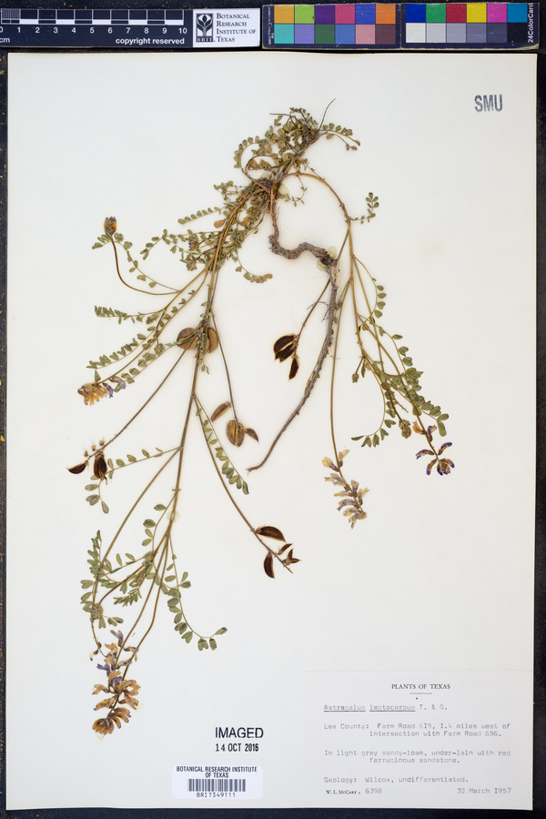Astragalus leptocarpus image