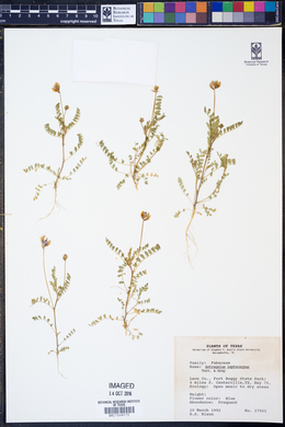 Astragalus leptocarpus image